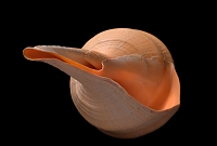 syrinx aruanus 1-2015 1580